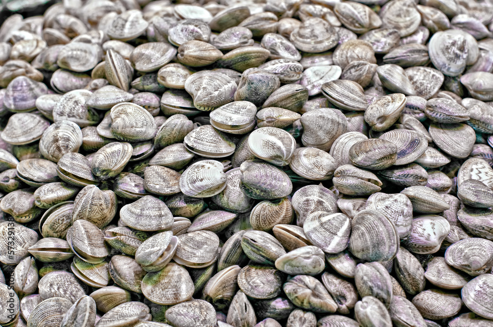 Clams Clams