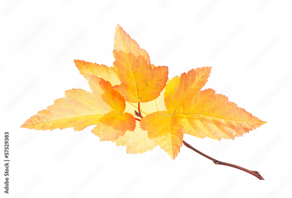 Autumn branch with gold leaves isolated on white Autumn branch with gold leaves isolated on white