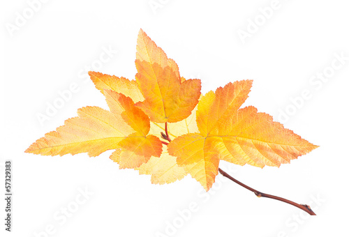 Autumn branch with gold leaves isolated on white
