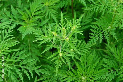 Ambrosiapflanze mit Blüten