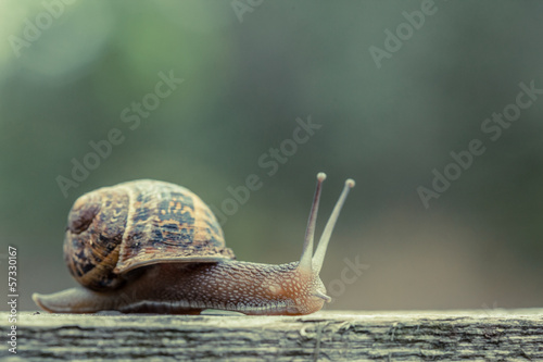 Close up of a small snail