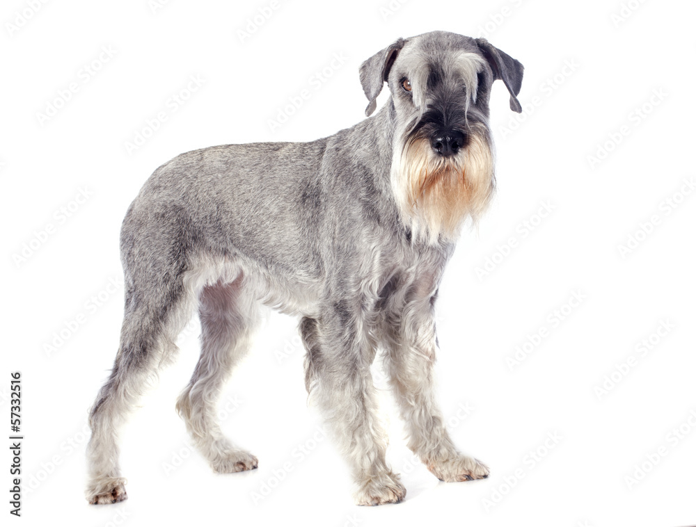 standard schnauzer