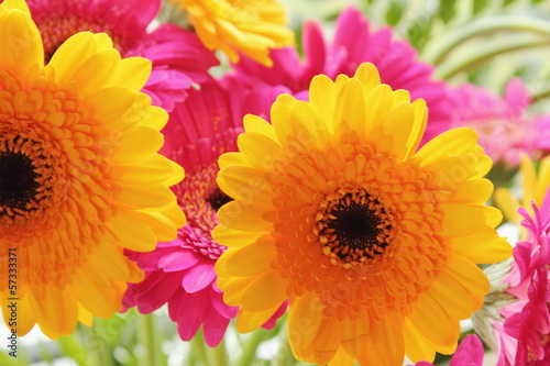 Gelbe und pinke Gerbera  Blumen 