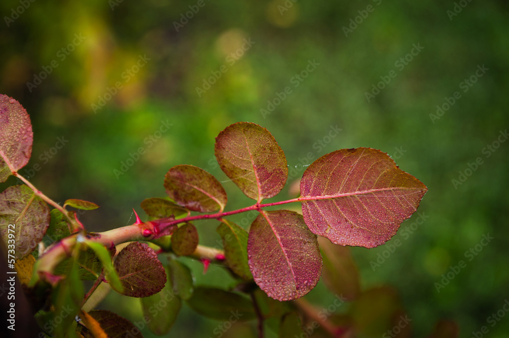 Red leaves of Rose Red leaves of Rose
