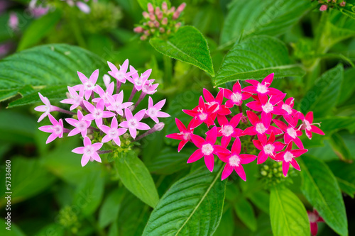 Pink & Red Star Cluster Flowers photo