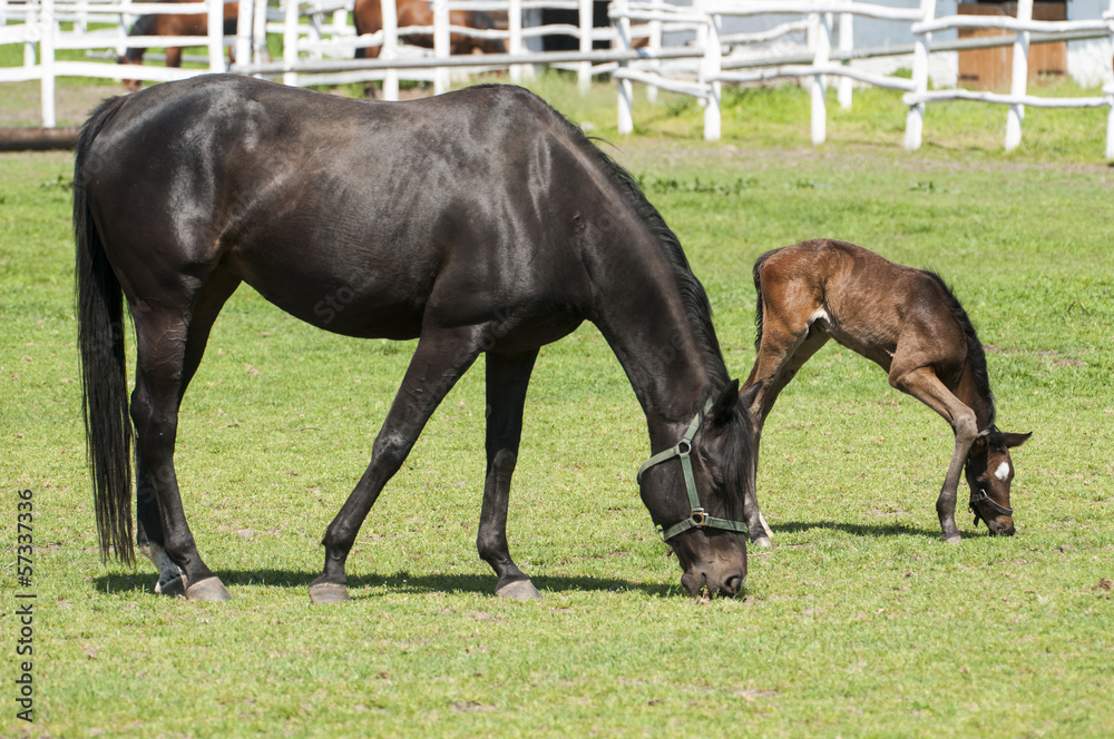 Mare and foal on a summer pasture Mare and foal on a summer pasture
