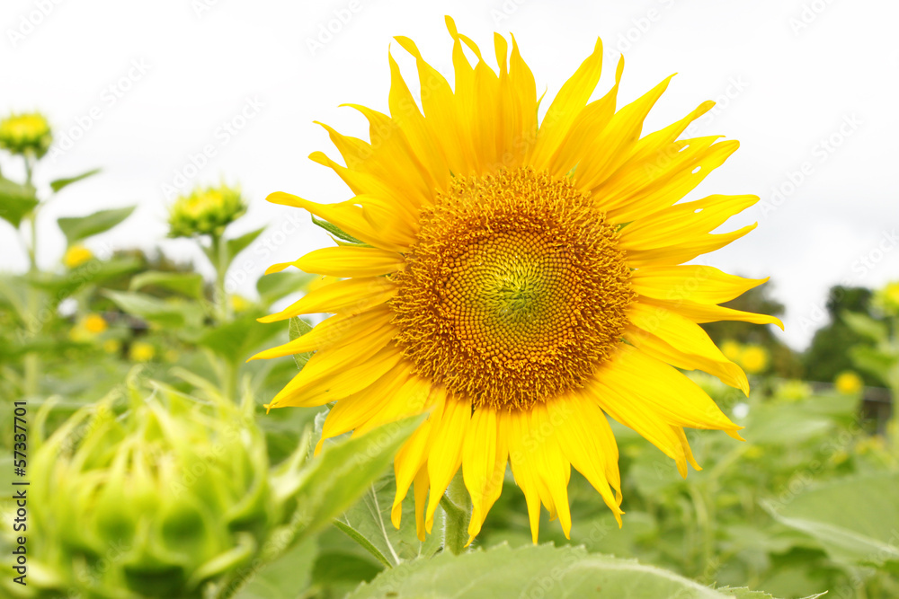 sunflower in plantation