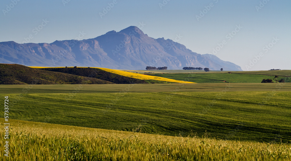 Fototapeta premium field of canola