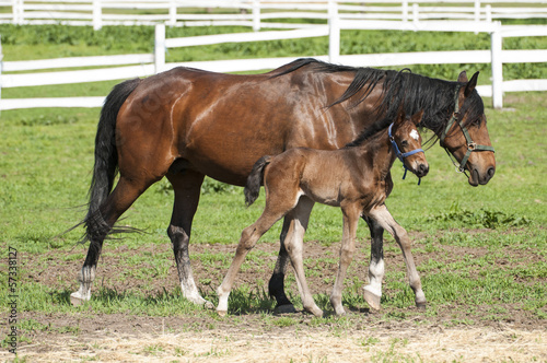 Mare and foal on a summer pasture