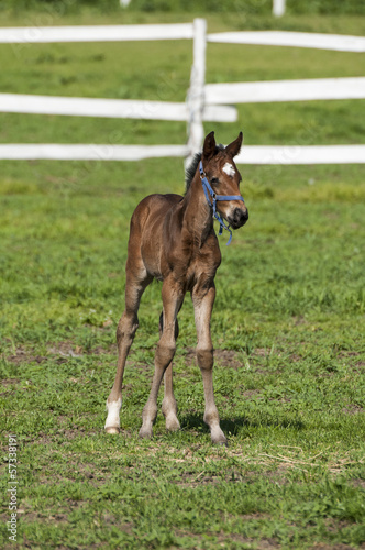 Foal on a summer pasture