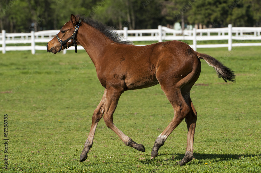 Obraz premium Foal on a summer pasture