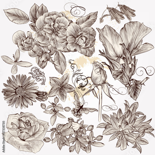 Fototapeta Naklejka Na Ścianę i Meble -  Collection of vector hand drawn detailed flowers for design