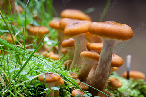 Hallimasch (Armillaria sp.)