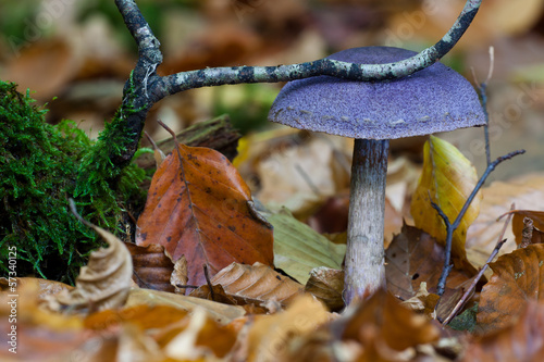 Rosavioletter Klumpfuß (Cortinarius sodagnitus)