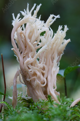 Kammförmige Koralle (Clavulina coralloides)