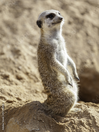 small meerkat © lmartin.es