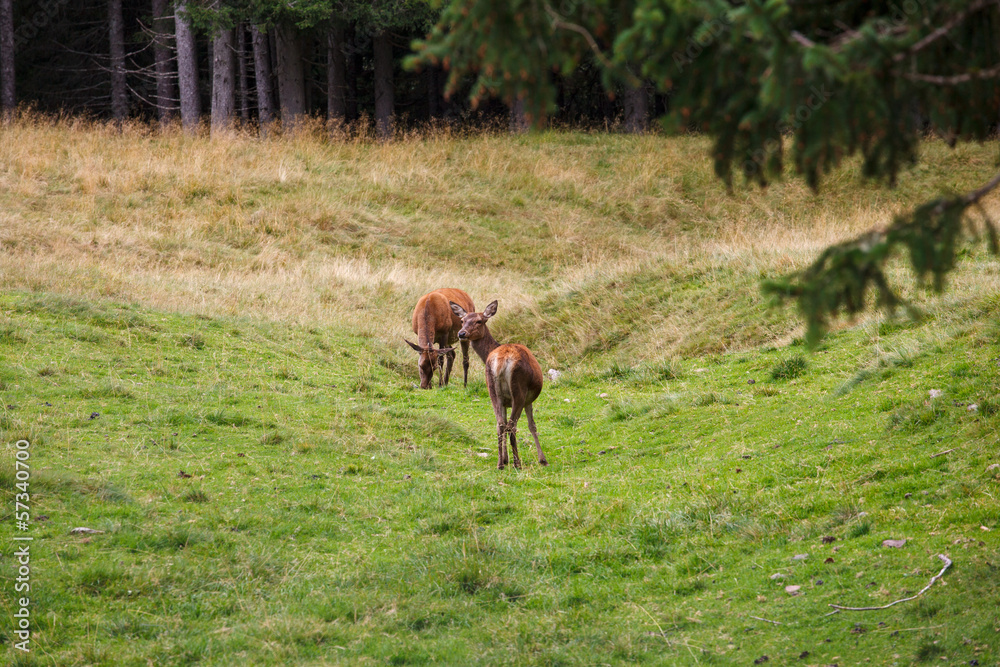 Deer Deer
