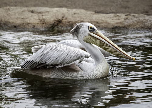 pelicans in the wild