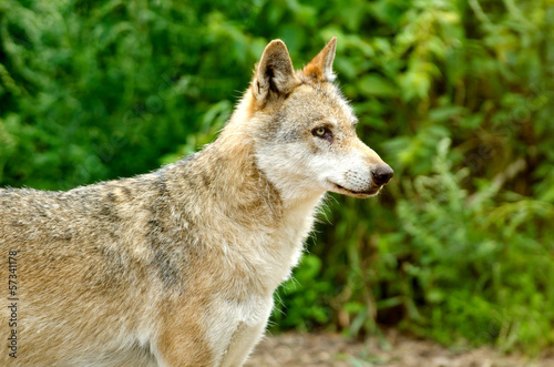 Europ  ischer Wolf