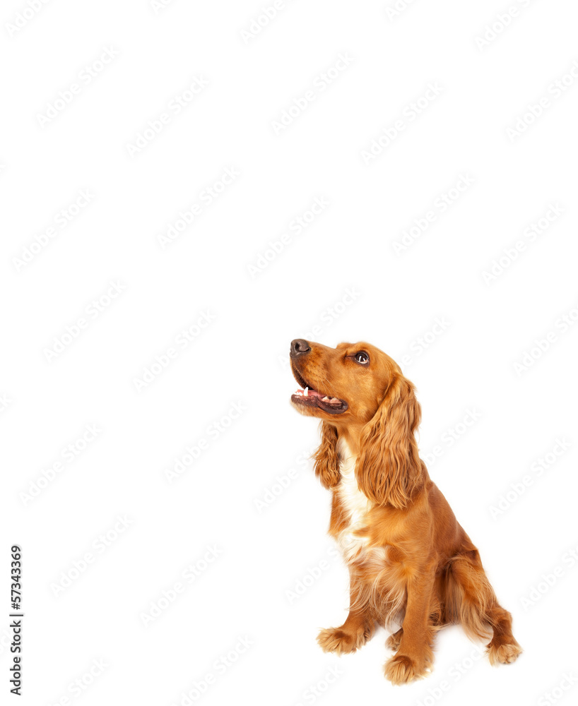 Cute cocker spaniel with copy space