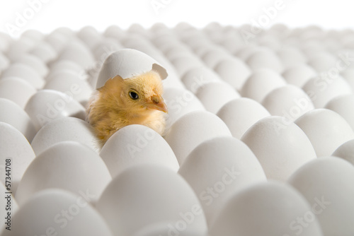 chicken nestling