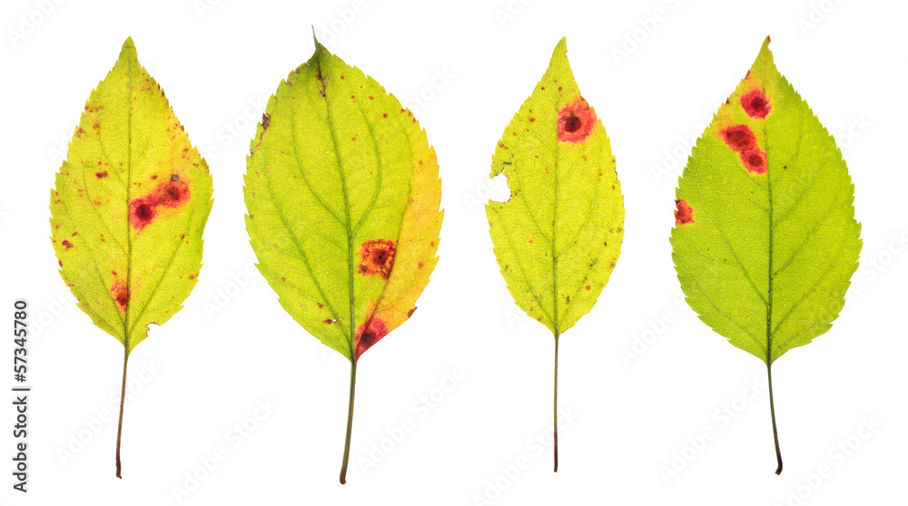Fototapeta premium Leaves infected by Rust of cherry isolated on white