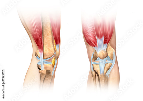 Human knee cutaway illustration. Anatomy image. photo