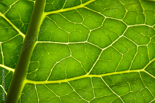 green leave texture
