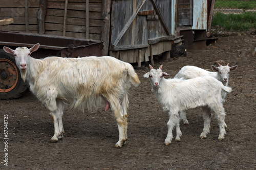 Two playful goat kids meet mother from  pasture