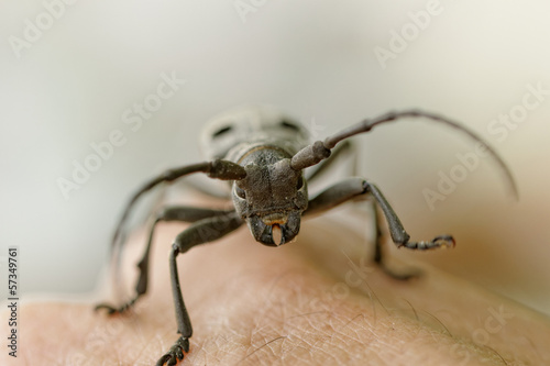 The Capricorn Beetle