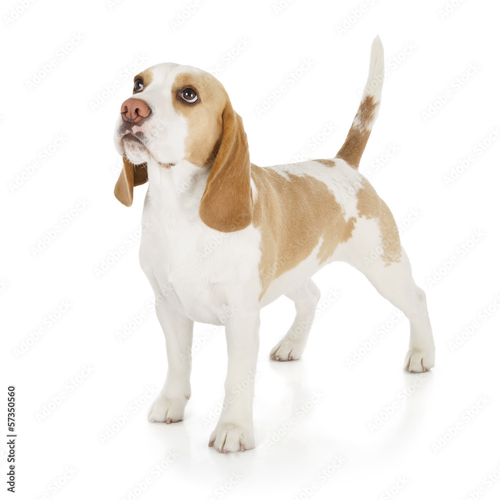 beagle dog beagle dog
