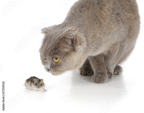 Scottish fold cat photo