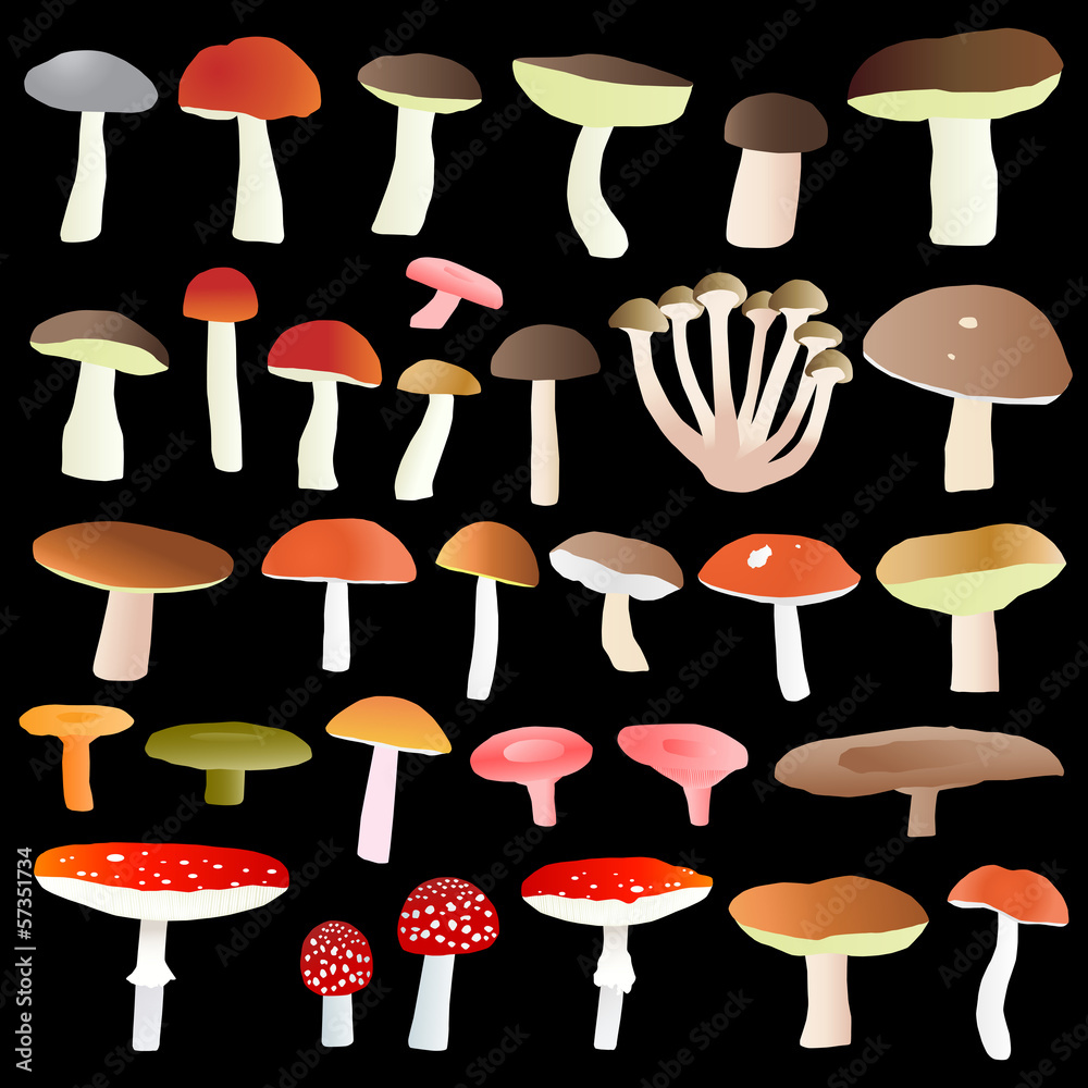 Mushrooms collection set vector background Mushrooms collection set vector background