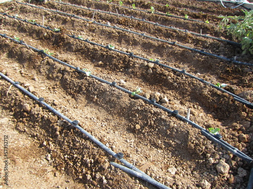 фотографія furrow and irrigation