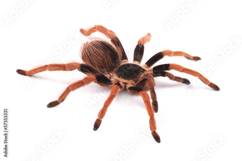 Tarantula spider, female (Megaphobema robustum)