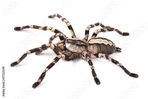 Tarantula spider, female (Poecilotheria regalis)