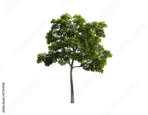 Isolated  tree