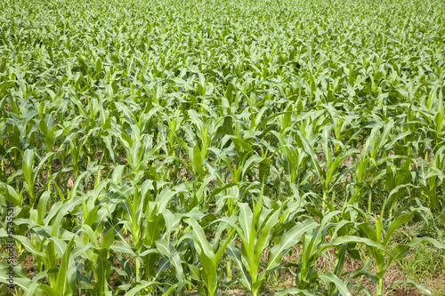 Green corn field in Thailand.
