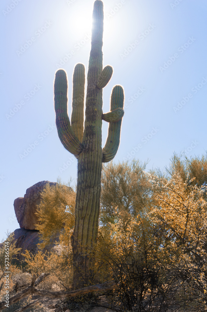 Saguaro cactus tree