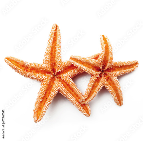 stelle marine in fondo bianco