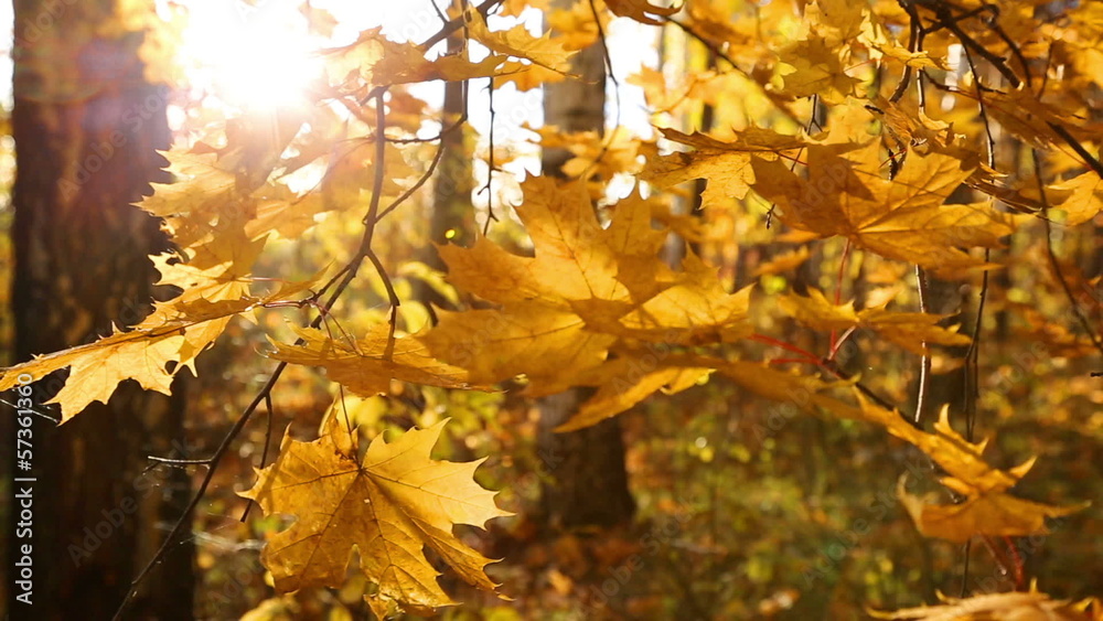 beautiful autumn yellow leaves - dolly shot