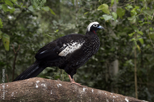 Black-fronted piping-guan, Penelope jacutinga photo