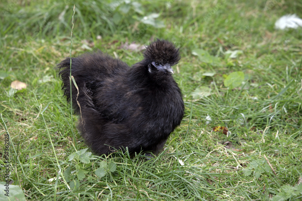 Blue silkie, Blue silkie,