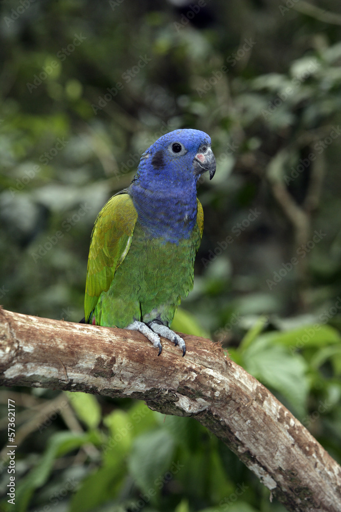Obraz premium Blue-headed parrot, Pionus menstruus