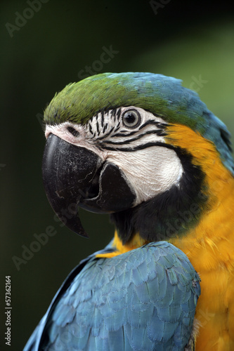 Blue-and-yellow macaw, Ara ararauna