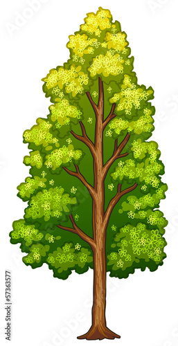 A tree