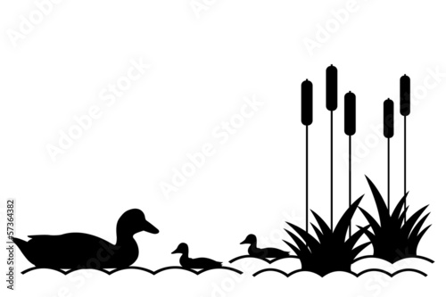 Ducklings in lake.