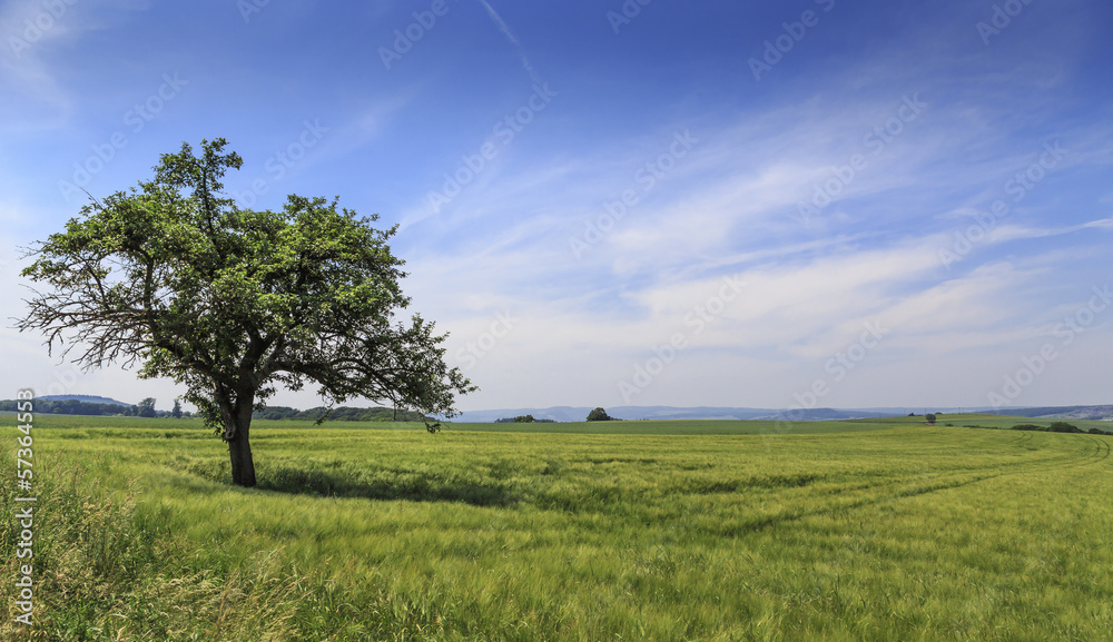 Einsamer Baum im Rheinland Einsamer Baum im Rheinland