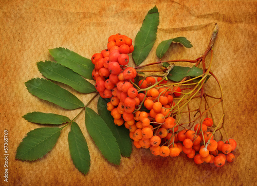 Red ashberry photo