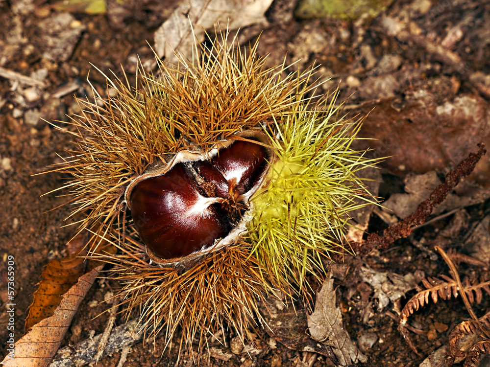 Sweet chestnut fruit in nature - Castanea sativa Sweet chestnut fruit in nature - Castanea sativa
